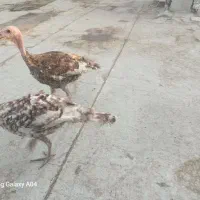 بوقلمون