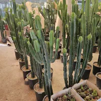 فروش انواع کاکتوس