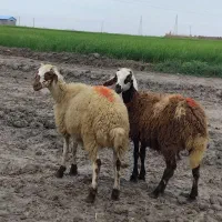 یک جفت بره افشاری + بز محلی آبستن