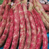 لوبیای تر(سرخ پیله) دیلمان