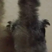 جوجه لاری یا نیمه لاری و ۵ عدد دیگر....