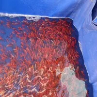 ماهی قرمز|ماهی|خمینی‌شهر, |دیوار