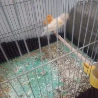 یک جفت قناری