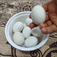 تخم مرغ محلی عربی