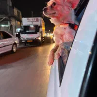 واگذاری سگ