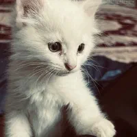 گربه