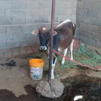 گوساله ماده . سه ماه هست بر گرفته