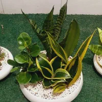 باغ مینیاتوری باغ شیشه ای تراریوم