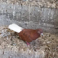 کبوتر همه رقم معاوضه با گندم هم دارم