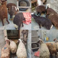 گوسفند بره داشتی سرحال جوان دندان افتاد وپیرنیستند