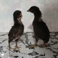 جوجه سیبرایت