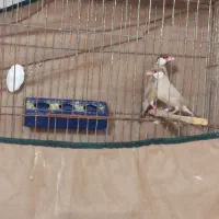 فنچ نرگسی