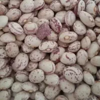 لوبیا چیتی