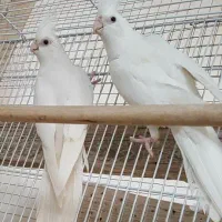 عروس هلندی