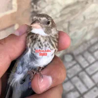 جوجه سهره چونه سفید مهر