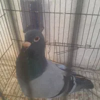 پرنده. مسافتی