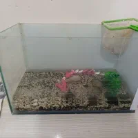آکواریوم همراهه قورباغه