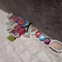 گلدان سالم