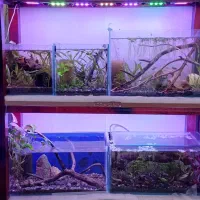 آکواریوم و ماهی