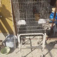 قفس عروس هلندی وطوطی