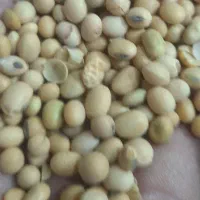 ماکارونی دامی و آب خوری و دانه روغنی