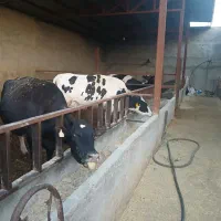 شیر پرچرب ماهدشت