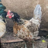 مرغ هفت رنگ لری