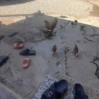 جوجه|حیوانات مزرعه|شوشتر, |دیوار