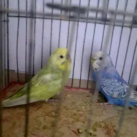 مرغ عشق رنگین کمانی ..اسپانگل ..فالو طلایی