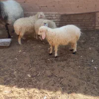 بره نر و ماده سبک