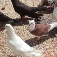 پرنده|پرنده|بند زرک, |دیوار