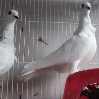 کبوتر ساراوقون فریجوجه سبز دم‌سفید طاووسی کاکلی