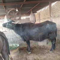 گامیش شعیبیه
