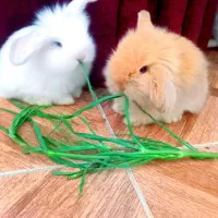 بچه خرگوش های لوپ چهارصد و پنجاه