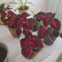تعدادی گل وگیاه قیمت مناسب