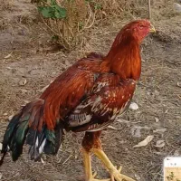لاری