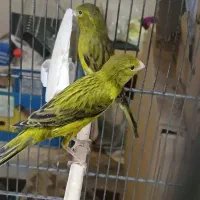 قناری سبز سَنِم