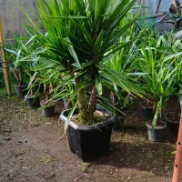 یوکا پایه دار چندشاخ