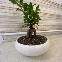گل آپارتمانی شیک و لوکس