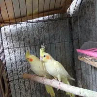 اسباب بازی یک جفت عروس هلندی