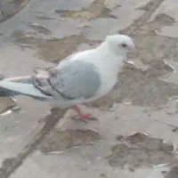 کبوتر سینه فر نوک قناری