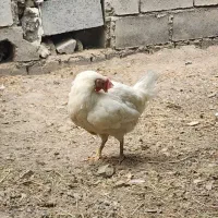 مرغ محلی تخم گذار و مرغ تخم گذار