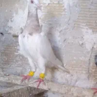 کبوتر هفرنگ ماده
