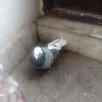 فروش چند عدد گفتر اس غرییب گیری