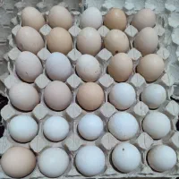 تخم مرغ نطفه دار