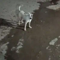 بدون عنوان