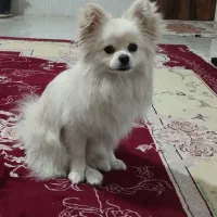پامرین روباهی