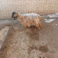 بز ه|حیوانات مزرعه|شوشتر, |دیوار