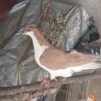خوشرنگ زرد ماده
