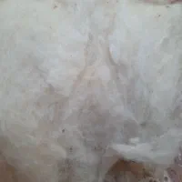 فروش پنبه اعلا ۲۷ کیلو یک جا